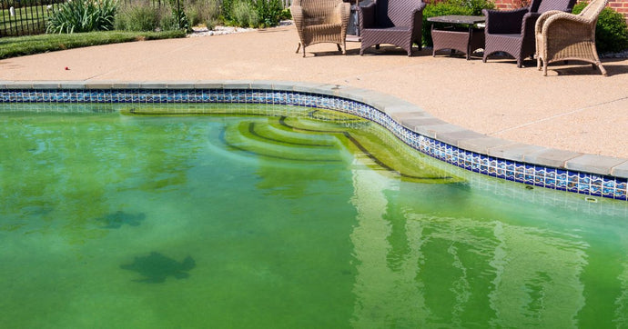 Why Algae In Pool?